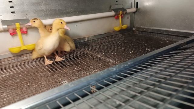 Недельные утки муларды