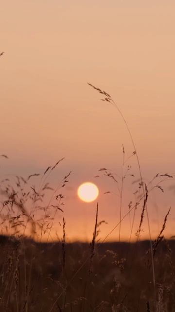 Лёгкий шум ветра в летнем поле на закате, очень расслабляющие звуки природы.