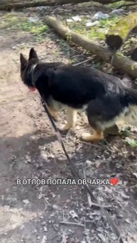 в отлов попала овчарка💔