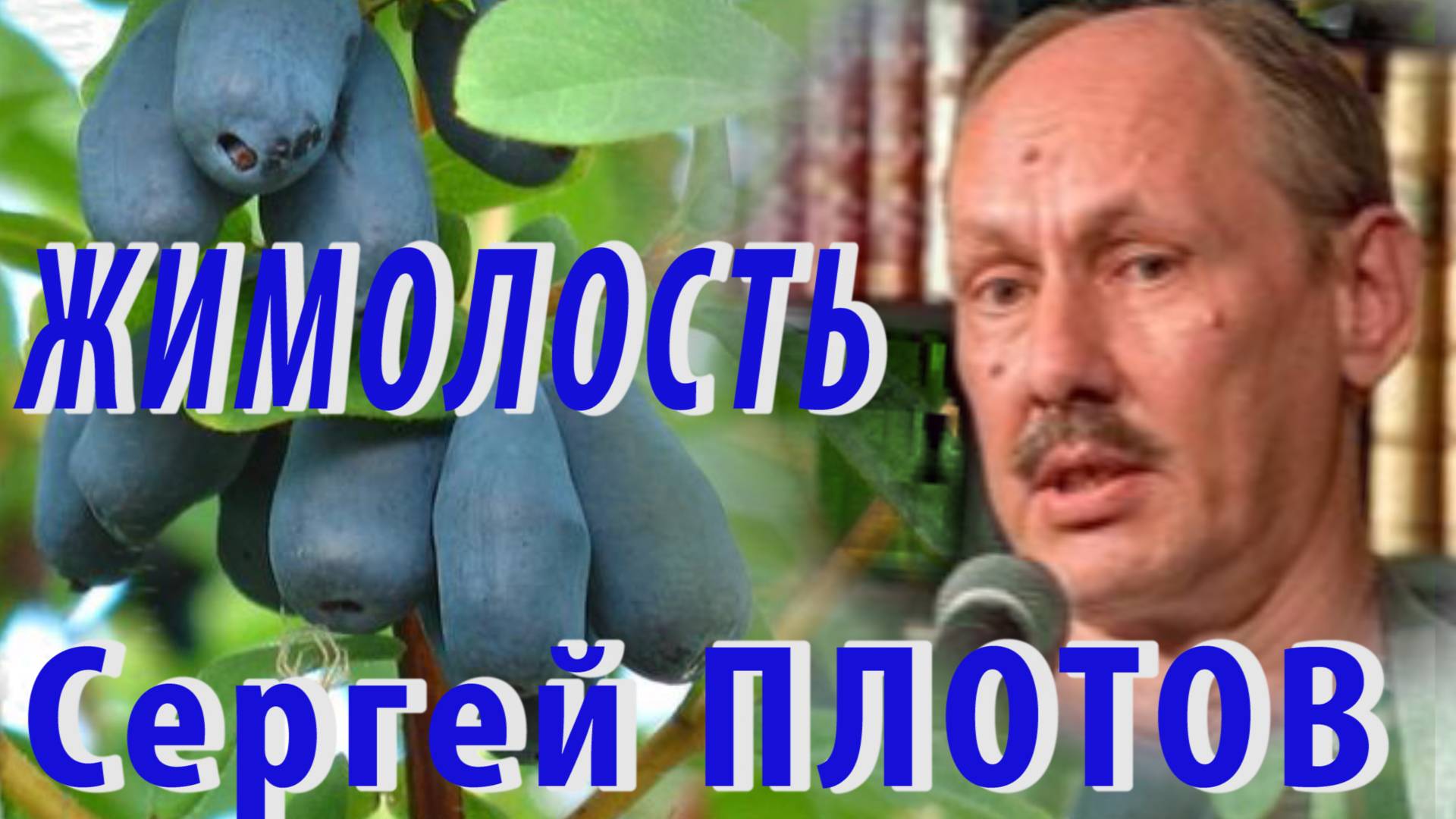 Сергей Плотов - "Вьюги откружилися…" (Про жимолость)