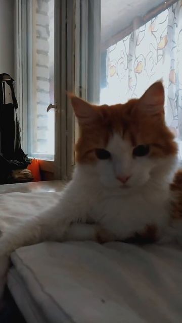 Вот такая красотка выросла из котёнка которого мы нашли на улице...