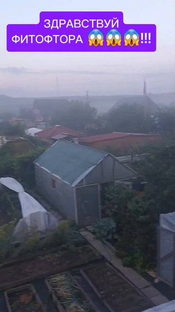 Утро добрым не бывает!!!😱😱😱Здравствуй фитофтора!!!?