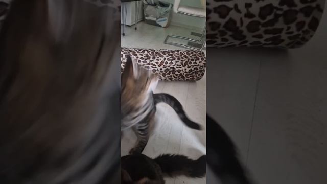 Очарование зашкаливает...На играющих котят можно любоваться бесконечно