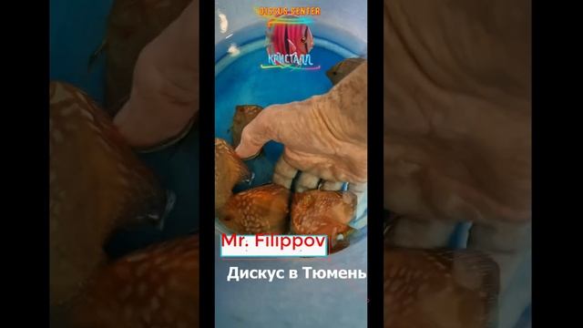 дискус в Тюмень!