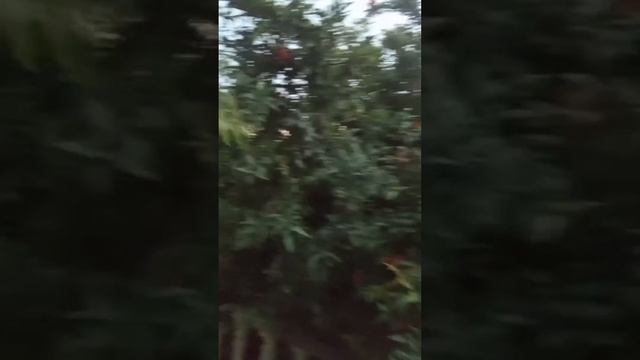 Белая Черешня // Азербайджан Баку