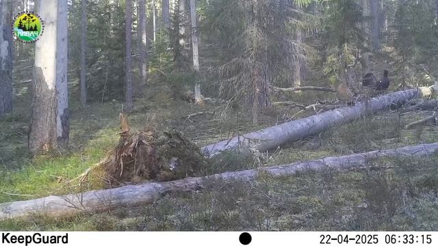 Два самца и самка глухаря в заповеднике "Кивач". 22.04.2025.