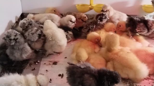 Утята и цыплята. 18 апреля 2025. Не первый вывод, но долгожданные для меня.