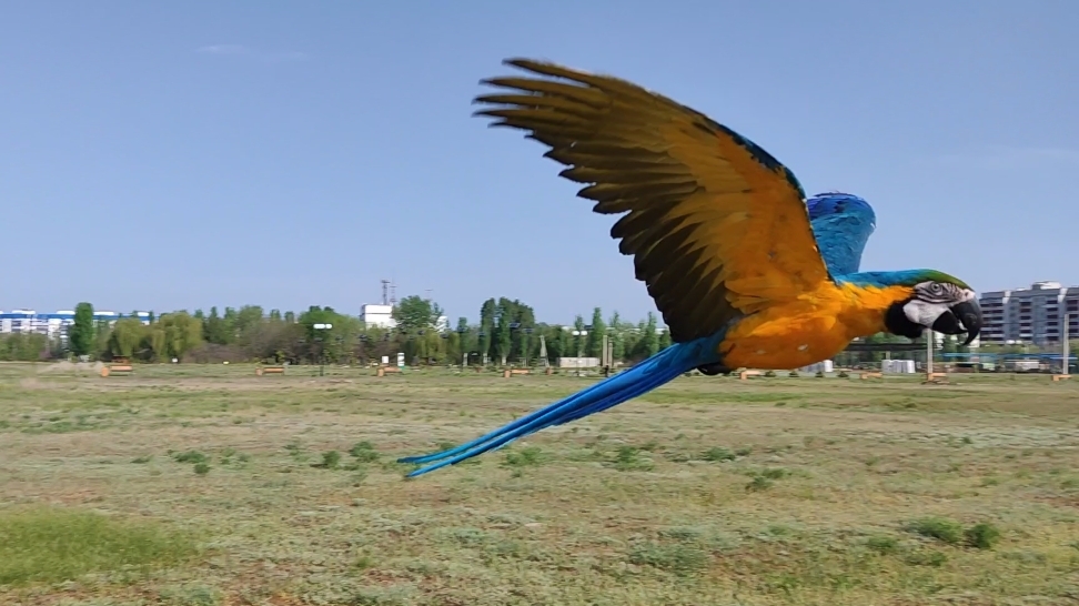 Свободный полёт попугая ара. Руня