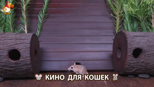 Видео для кошек про крысок развлекать питомцев 🐭🐀😂 (57)