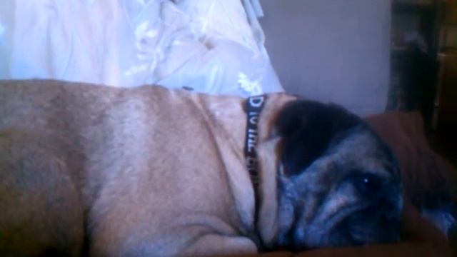 Dreams, Nard Dog Style