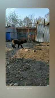 1745408282856.mp4