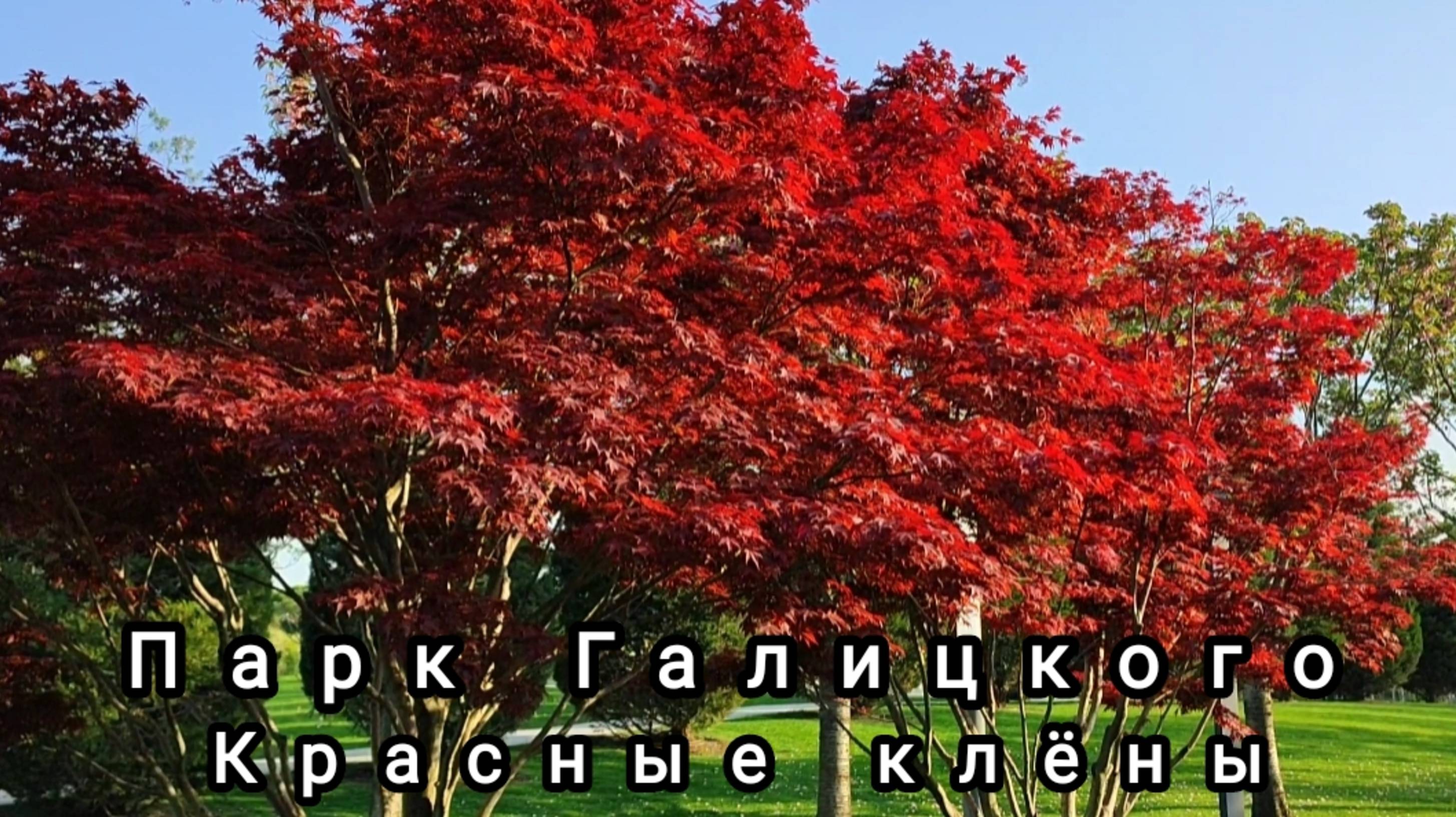 🌳🍁Парк Галицкого. Красные клëны🍁🌳