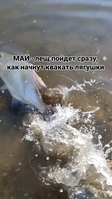 Лещи и лягушки взаимосвязаны?!