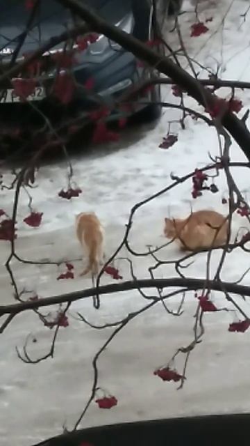 У кошек крыша поехала, думают март ❄️🌞❄️