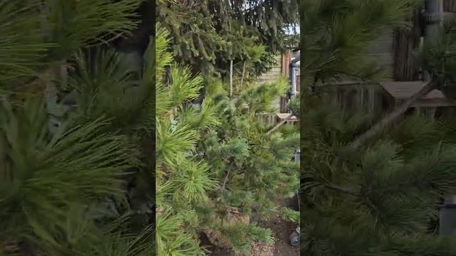 Пришли хвойники по низким ценам