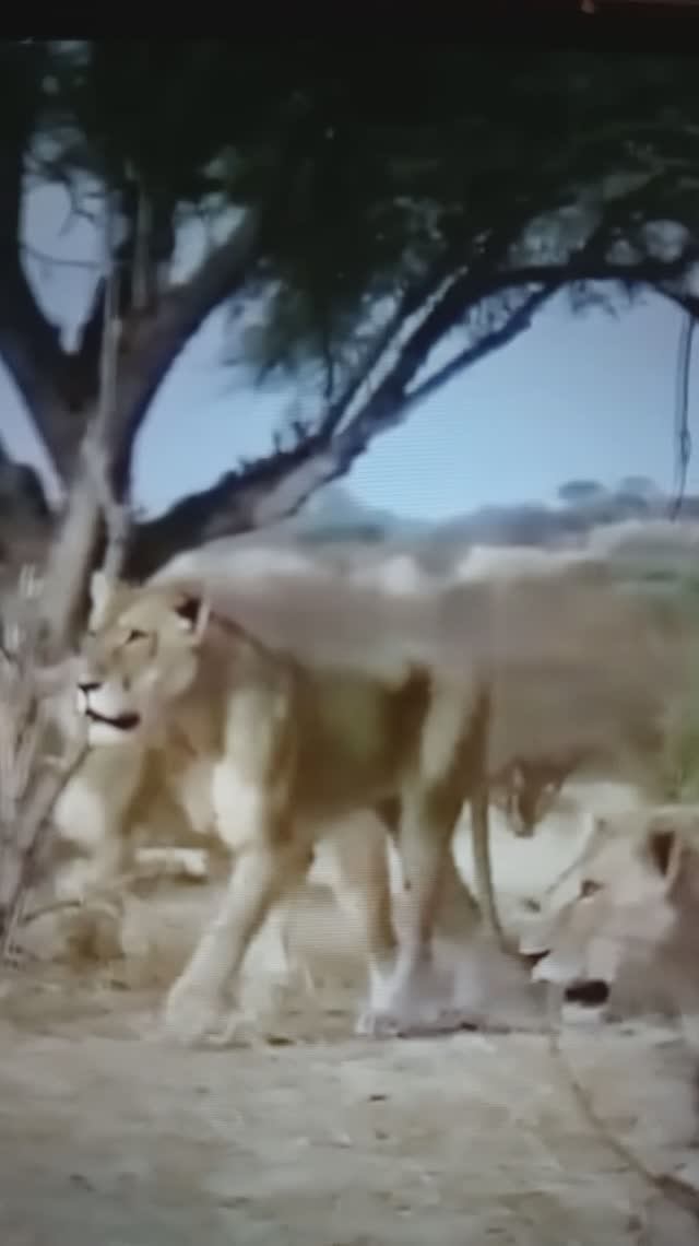 Львицы охотятся на Жирафа🤔😲