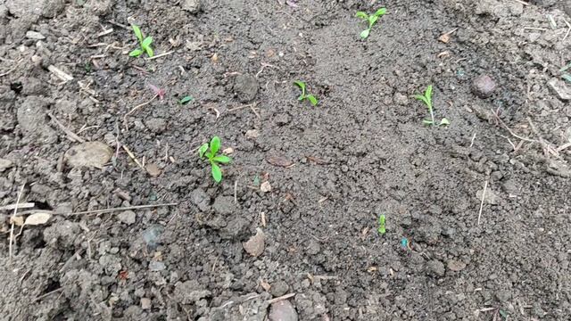 🍓 саженцы клубники Королева Елизавета, черный принц/❄️☔🌞все стихии природы в середине апреля 🙃