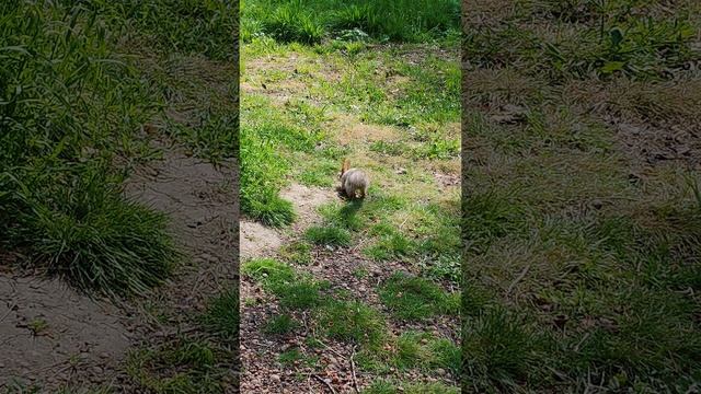 Белочка в парке Солнечный Остров