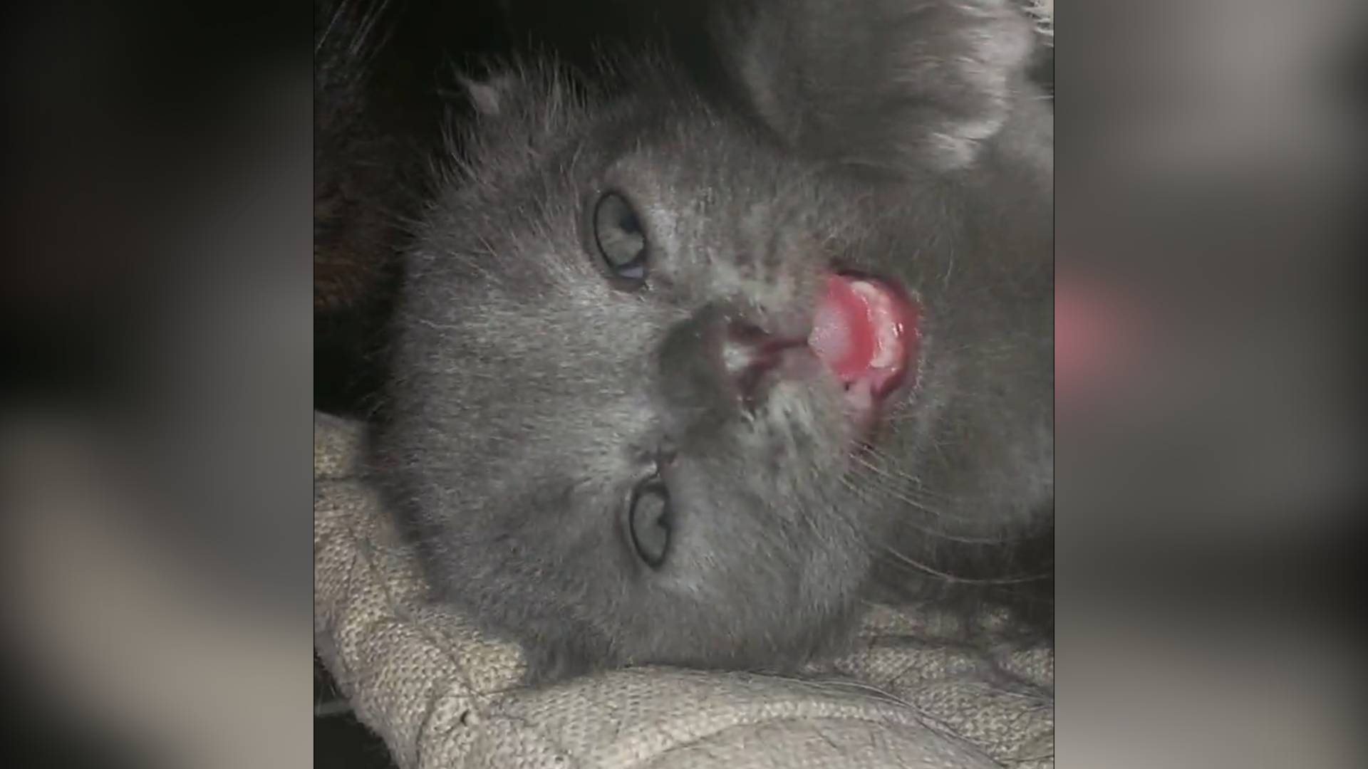 БРИТАНЧИКИ)