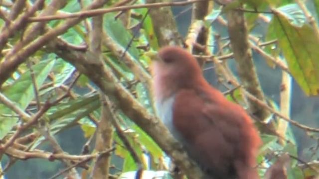 Squirrel Cuckoo Piaya cayana Cayennekuckuck