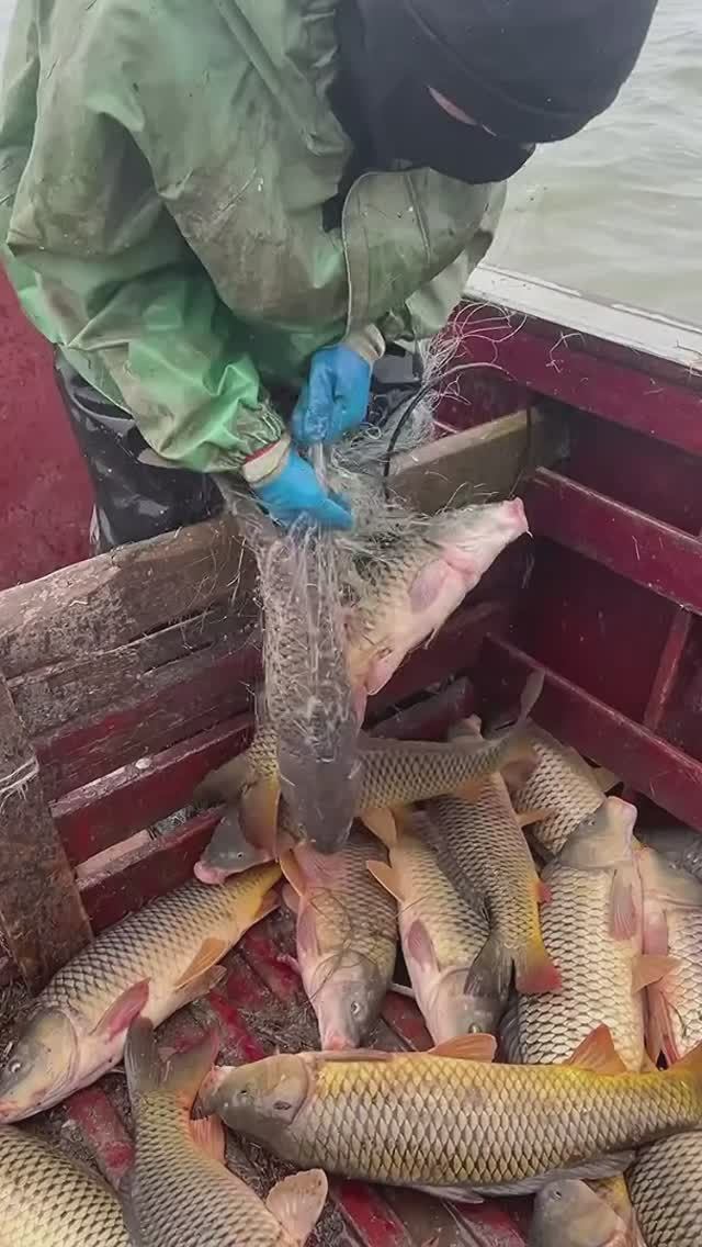 Прет Сазан👍Рыбалка в Дагестане👍 #рыбалка #fishing