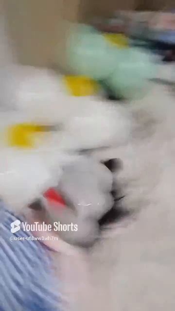волк .mp4