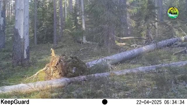 Пара глухарей в заповеднике "Кивач". 22.04.2025.