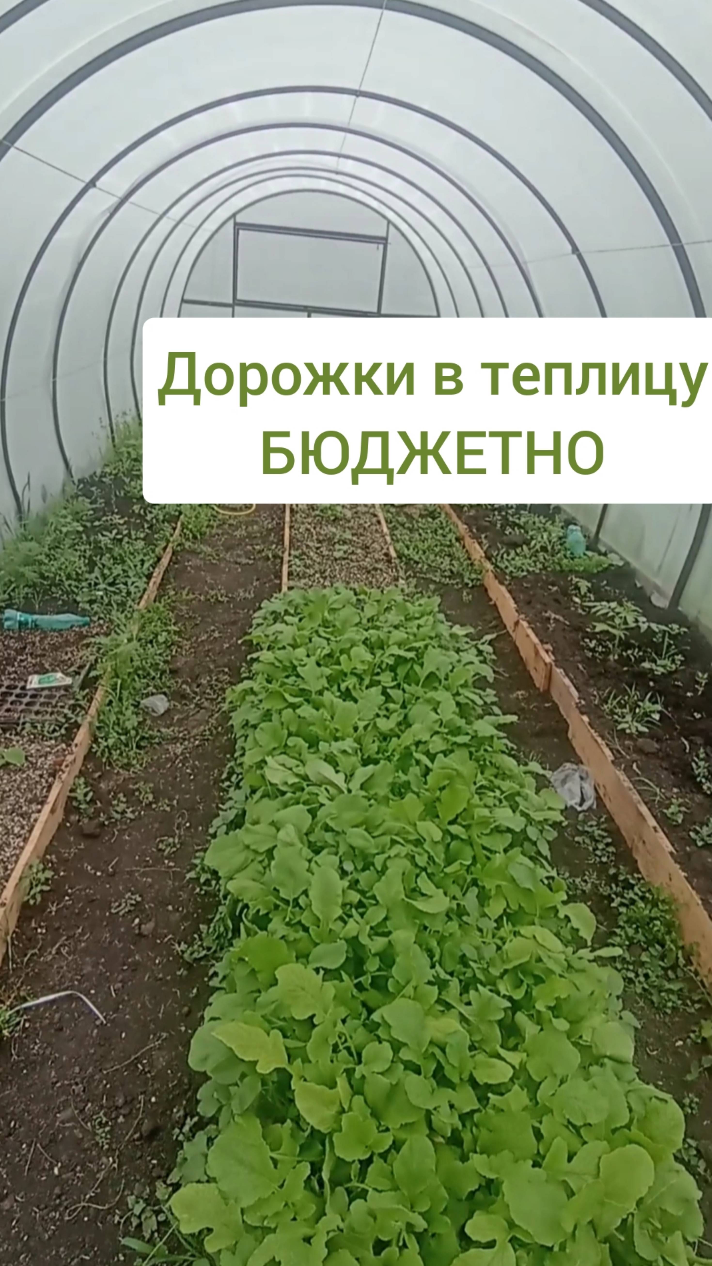 Бюджетные дорожки в теплицу. Теплица заросла