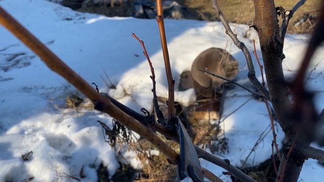 Весенняя обрезка абрикоса в Подмосковье.