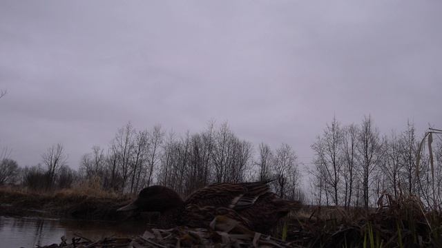 Чубарая подсадная