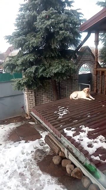 когда квартира с выходом на крышу🤣🤣🤣#labrador🐾🐶😍❤?