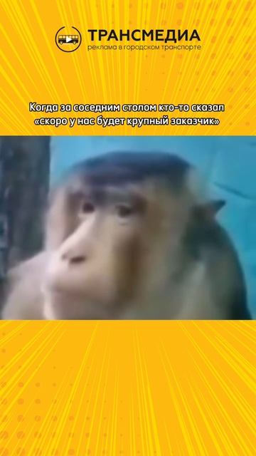 пу пу