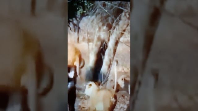 Буйволы сражаются с Львицами😮🤔