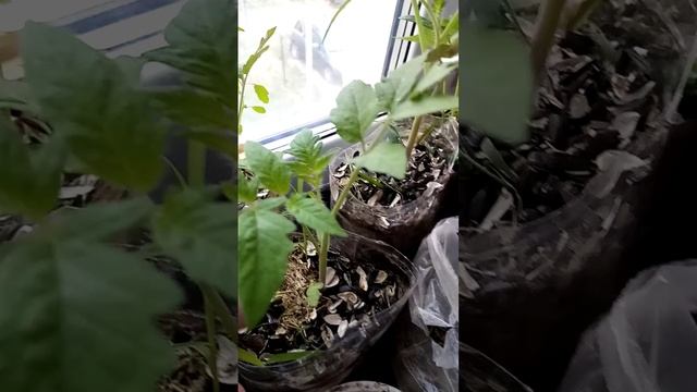 Обзор рассады помидоры