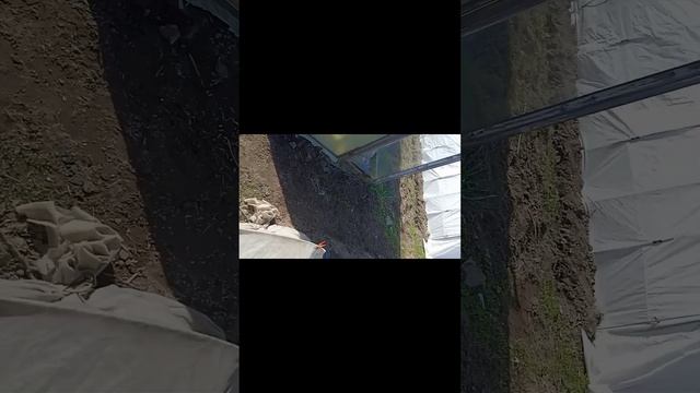 утренние дела в деревне начинаются .mp4