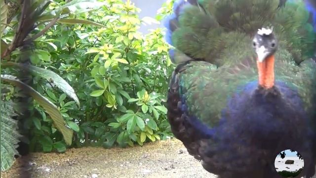 Конголезский павлин Afropavo congensis