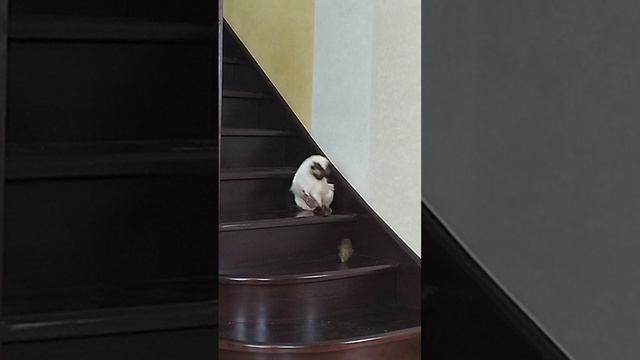Терри приносит игрушку