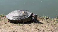 Красноухая черепаха. Видео Л.П. Юрчишко