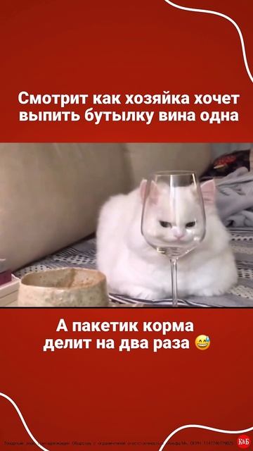 В наших магазинах можно приобрести корм для ваших пушистых любимцев!