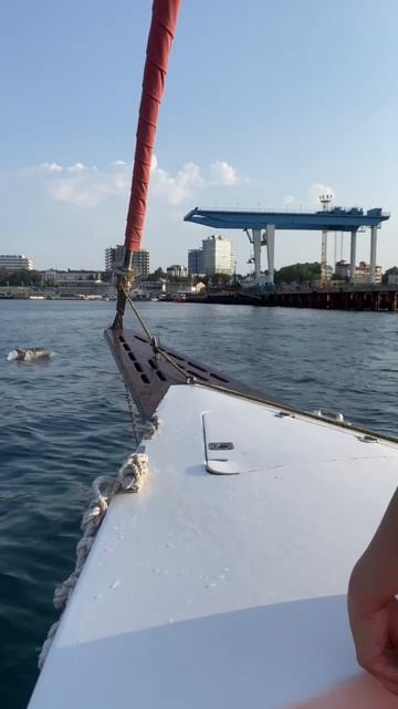 Дельфины во время морской прогулки в Анапе