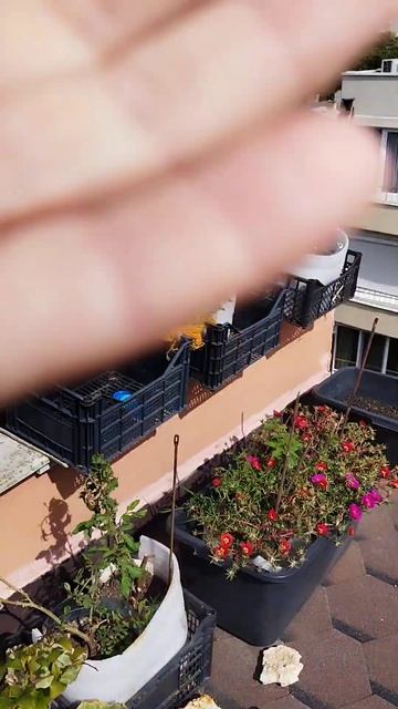 "Сад на крыше". Прилетел ответ на вопрос: А не поставить