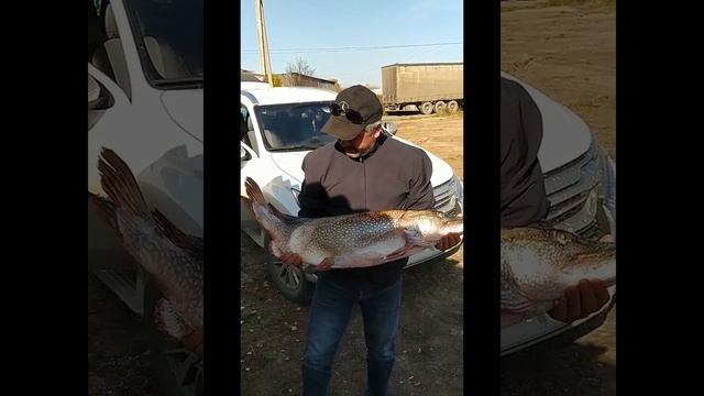 улов 26 сентября