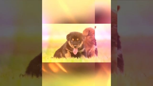 🌸💮🌼 ЩЕНКИ НА ПРОГУЛКЕ 🐕🦮 
Канал Стишата для малышей 👶🤱