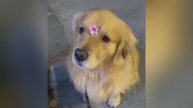 Смешные видео С ЖИВОТНЫМИ 😊 Самые смешные КОШКИ😺 и СОБАКИ🐶