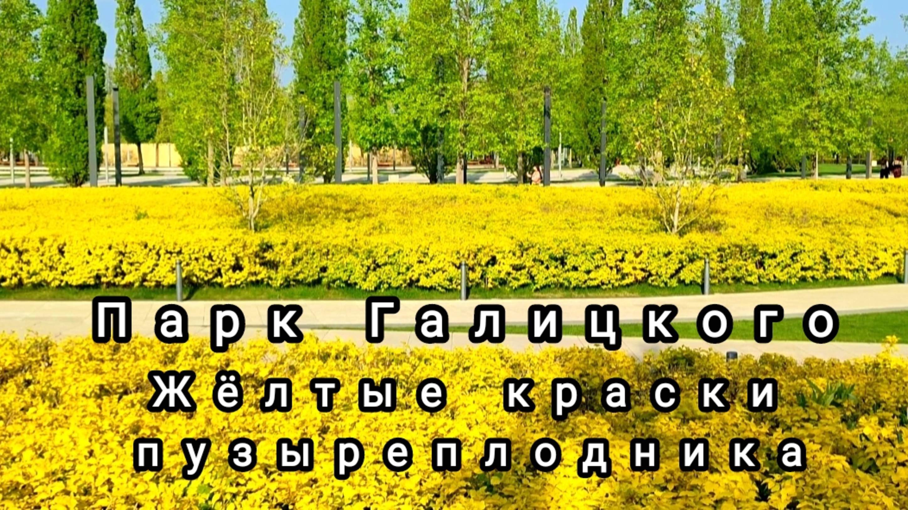 🌼Парк Галицкого. Жëлтые краски пузыреплодника🌼