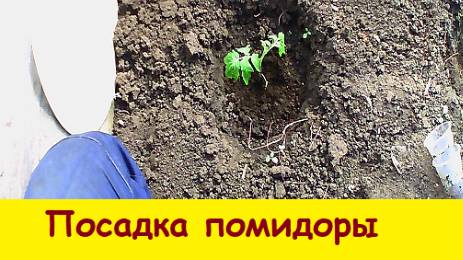 Посадка помидоры