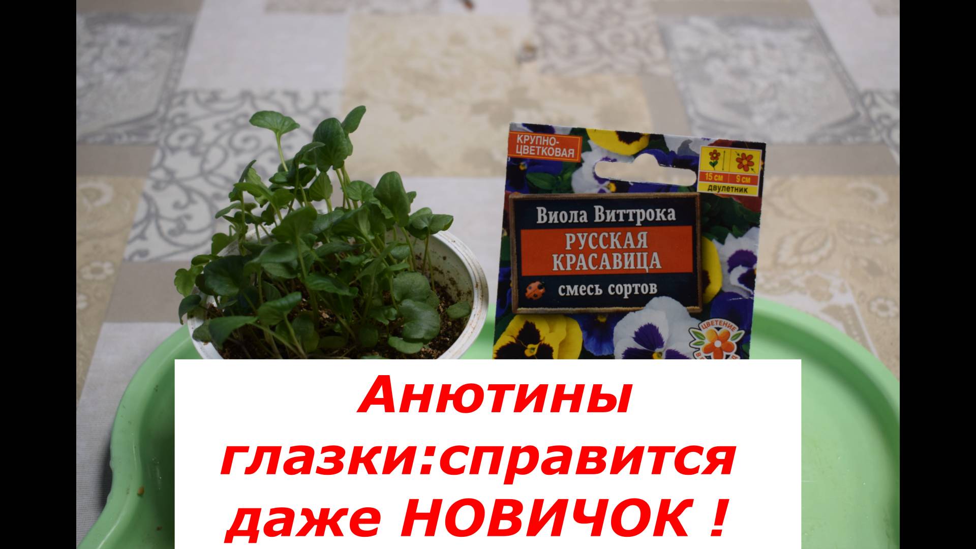 Анютины глазки: выращивание рассады #цветы #полезные советы #рассада #анютины глазки