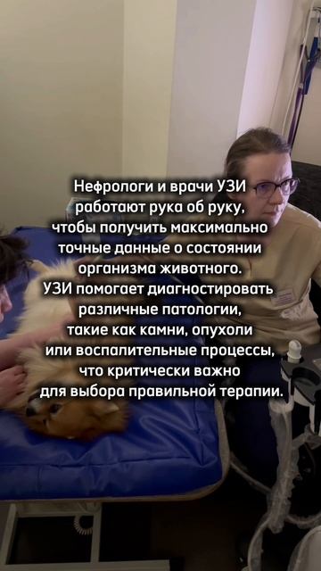 Лаболевания мочевыделительной системы у наших четвероногих друзей