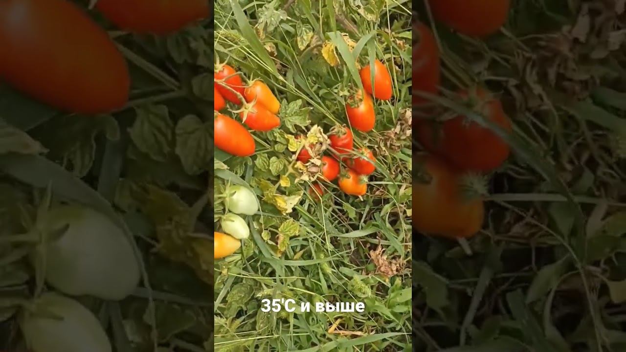 томаты без ухода