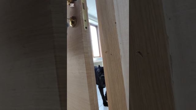 Отвезла в клинику Серую и щенков